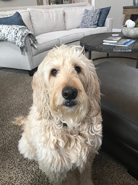 Goldendoodle